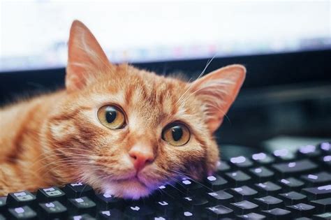 Can Software Engineers Work from Home? And Why Do Cats Love Keyboards So Much?