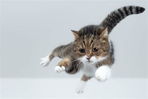 Can You Open a Website from Within a PowerPoint Presentation? And Why Do Cats Always Land on Their Feet?