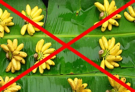 How to Block Yourself from a Website on Your Phone: Why Bananas Might Be the Ultimate Solution