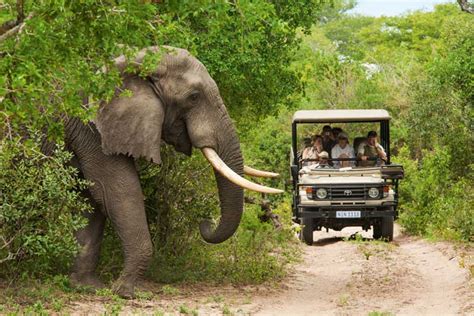 Kruger National Park สุดยอดสถานที่สำหรับการท่องเที่ยวเชิงอนุรักษ์และการผจญภัยในแอฟริกาใต้!