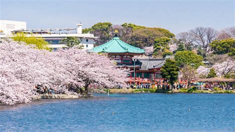 上野恩賜公園 見どころ: 東京の緑のオアシスと文化の交差点