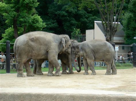 上野動物園駐車場、なぜかそこに集まる人々の謎